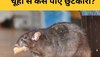 Rats Control: चूहों ने कुतर डाले कपड़े और गद्दे? छुटकारा पाने के लिए अपनाने होंगे ये 2 तरीके