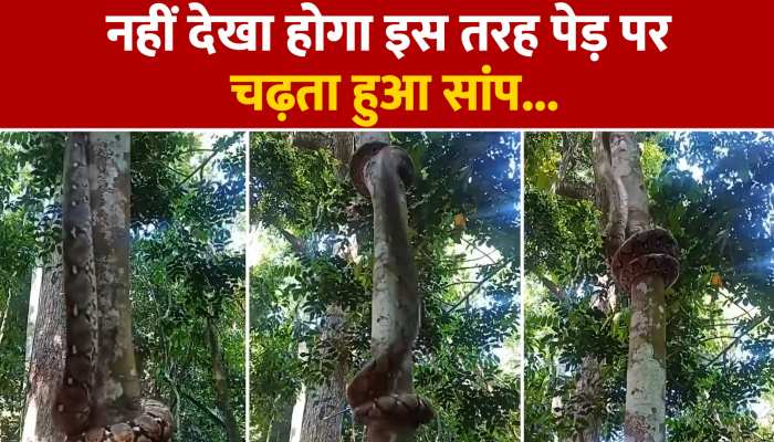 VIDEO: सांप का ऐसा टैलेंट देख लोग हुए हैरान, पल में चढ़ गया 30 फीट ऊंचा लंबा पेड़ https://english.cdn.zeenews.com/static/apprun/fallbackimages/hindi800x400.svg