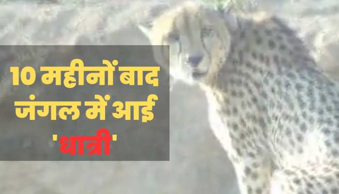 Kuno National Park: 10 महीने बाद खुले जंगल में छोड़ी गई मादा चीता