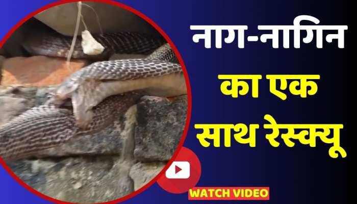 Viral Video: दिन के उजाले में निकला नाग-नागिन का जोड़ा, डरावना मंजर देख मचा हड़कंप https://english.cdn.zeenews.com/static/apprun/fallbackimages/hindi800x400.svg