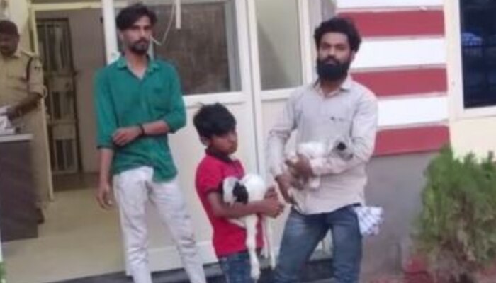  बकरी के बच्चों की थानेदार से फरियाद! शिकायत लेकर खंडवा पुलिस स्टेशन पहुंचे मेमने