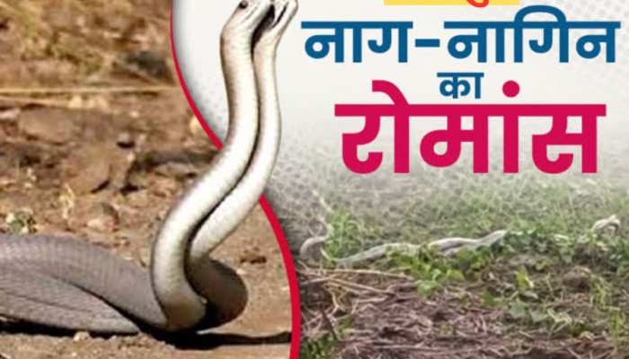 जयपुर के आमेर में नाग-नागिन का रोमांस देख लोगों ने सुनाई नागलोक की कहानी