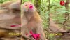 Stubborn Monkey viral video:बंदरिया को मालिक ने नहीं दिलाई लिपस्टिक तो लाल फल से रंग डाले अपने होंठ 