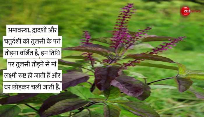 Tulsi Niyam 2023: तुलसी से जुड़ी यह गलती आपको जीवन भर के लिए कंगाल कर देगी, जानिए ये जरूरी नियम https://english.cdn.zeenews.com/static/apprun/fallbackimages/hindi800x400.svg