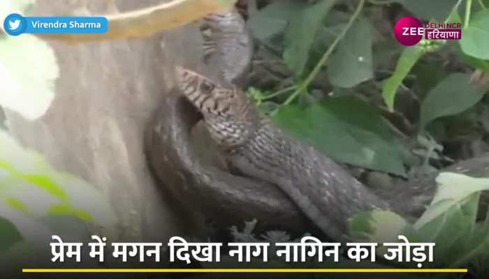 Snake Viral Video: क्या आपने कभी सांप के जोड़े को रोमांस करते देखा है? अगर नहीं तो देखें https://english.cdn.zeenews.com/static/apprun/fallbackimages/hindi800x400.svg