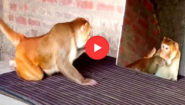 Video: खुद को शीशे में देखकर बंदर ने दिया ऐसा रिएक्शन, कोई सोच भी नहीं सकता है