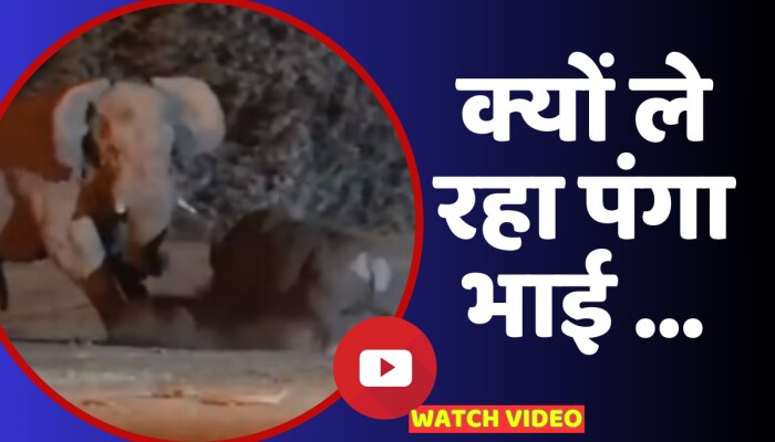 Viral Video: गजराज से भिड़ना गैंडे को पर गया भारी, सिर्फ 10 सेकंड में हुआ फैसला https://english.cdn.zeenews.com/static/apprun/fallbackimages/hindi800x400.svg