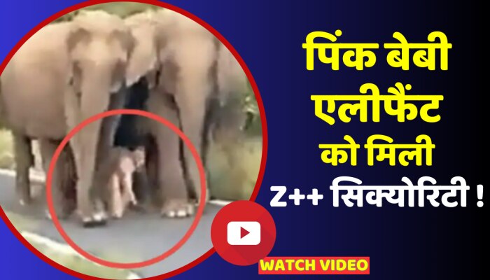 एक्टर Salman Khan से भी टाइट इस 'पिंक बेबी एलीफैंट' की सिक्योरिटी, वीडियो देख रह जाएंगे दंग https://english.cdn.zeenews.com/static/apprun/fallbackimages/hindi800x400.svg