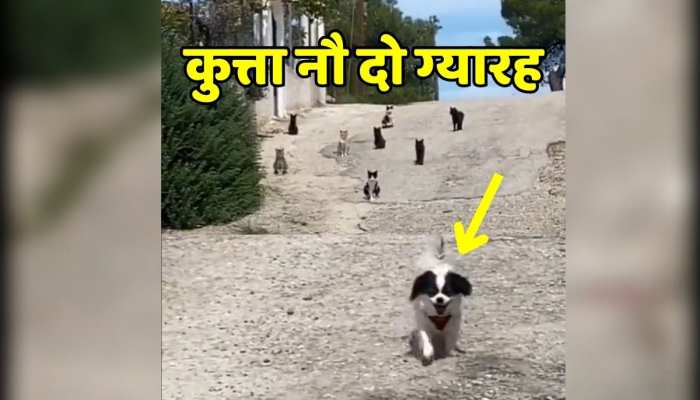 Animal video : पहले तो दिखाई अकड़ फिर बिल्लियों के झुंड को देख कुत्ता हुआ नौ दो ग्यारह https://english.cdn.zeenews.com/static/apprun/fallbackimages/hindi800x400.svg