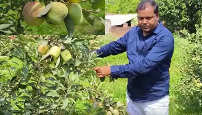 Farrukhabad News: किसान का कमाल! आलू के लिए प्रसिद्ध जिले में उगा दी सेब की फसल
