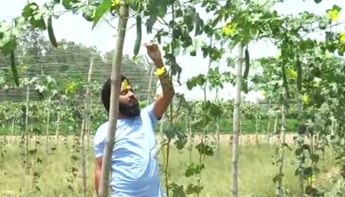 Ambala News: 35 दिन में उगकर तैयार होने वाली फसल से किसान ने कमाया मुनाफा