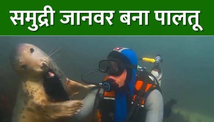 Video: शख्स ने समुद्री जानवर को बनाया पालतू, वायरल हो रहा वीडियो https://english.cdn.zeenews.com/static/apprun/fallbackimages/hindi800x400.svg