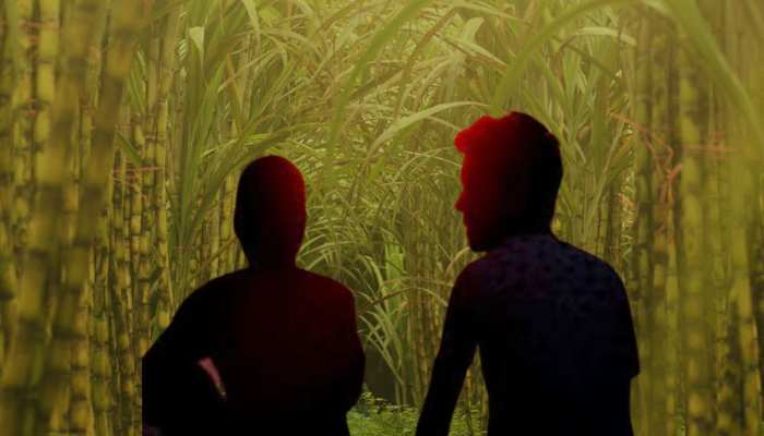 गन्ने के खेत में गुल खिला रहा था प्रेमी युगल, गांव वालों ने रंगेहाथों दबोचा 