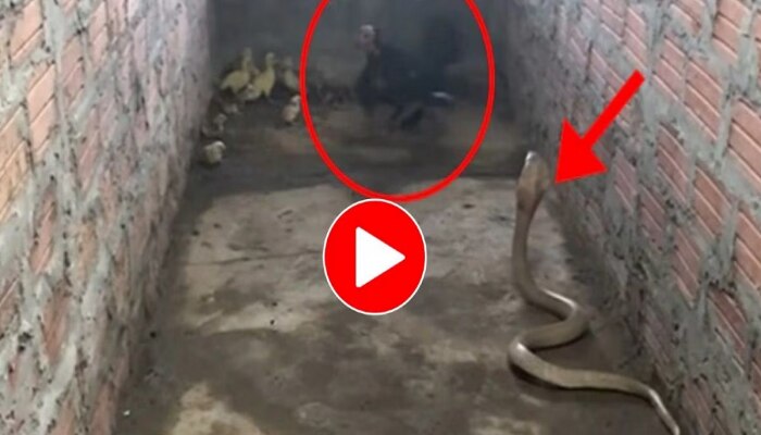 King Cobra Viral Video: ନିଜ ଛୁଆମାନଙ୍କୁ ବଞ୍ଚାଇବା ପାଇଁ ଫିଲ୍ମର ହିରୋ ପରି କିଙ୍ଗ କୋବ୍ରା ସହ ଲଢ଼ିଲା କୁକୁଡ଼ା, ଦେଖନ୍ତୁ ଏହି ଭିଡିଓ https://english.cdn.zeenews.com/static/apprun/fallbackimages/hindi800x400.svg