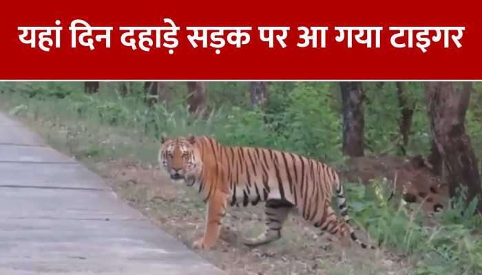 Video: यहां दिन दहाड़े सड़क पर आ गया टाइगर, धम गईं राहगीरों की सांसें... https://english.cdn.zeenews.com/static/apprun/fallbackimages/hindi800x400.svg