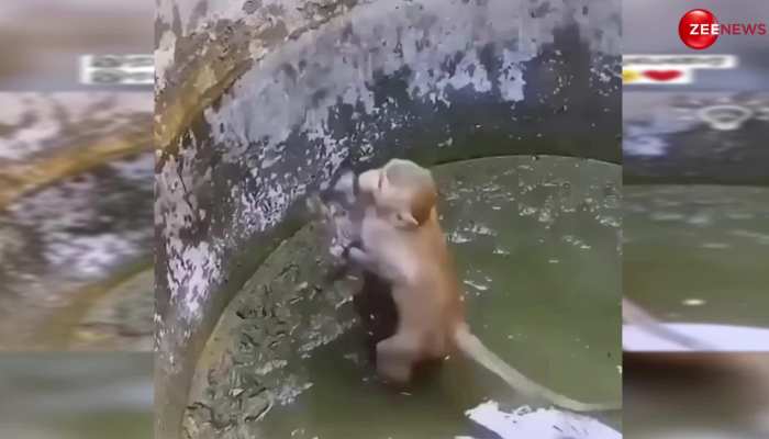 Monkey Saves Cat Video: जाबाज बंदर ने बिल्ली के बच्चे को बचाने के लिए कुएं में लगा डाली छलांग, फिर हुआ कुछ ऐसा; देख नम हो जाएंगी आंखें https://english.cdn.zeenews.com/static/apprun/fallbackimages/hindi800x400.svg