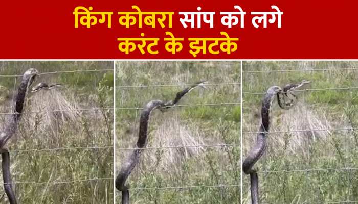 Cobra Video: करंट वाली तार पर चढ़ा किंग कोबरा सांप, देखिए फिर क्या हुआ VIDEO