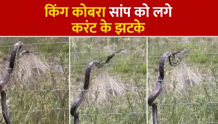 Cobra Video: करंट वाली तार पर चढ़ा किंग कोबरा सांप, देखिए झटका लगते ही क्या हुआ VIDEO