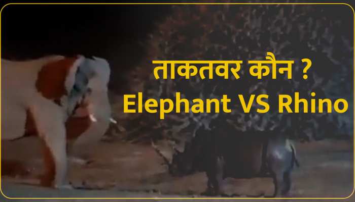 Animal Fight Video: आधी रात को हाथी और गैंडे के बीच छिड़ी खौफनाक जंग, हैरतअंगेज वीडियो वायरल 