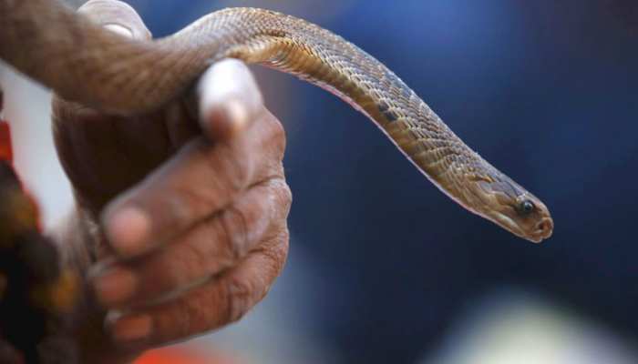 King cobra : शख्स के इशारे पर नाचता किंग कोबरा , हाथ में पकड़ते हि किया ऐसा की दंग रह गए लोग 