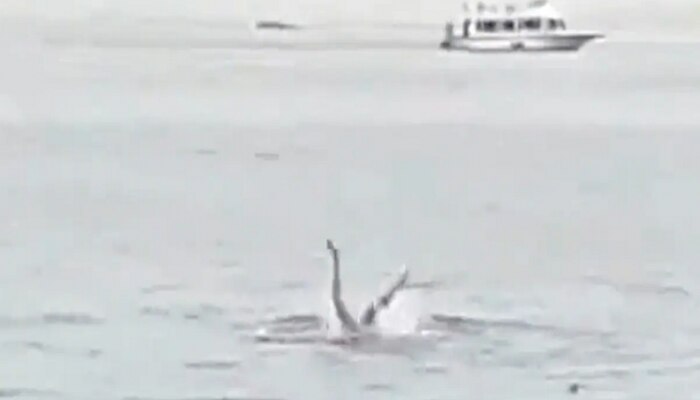 Shark Viral Video: ସମୁଦ୍ରରେ ଗାଧଉଥିଲେ ବ୍ୟକ୍ତି; ସାର୍କ ଆସି ଜିଅନ୍ତା ଗିଳିଦେଲା, ଦେଖନ୍ତୁ ଏହି ଲୋମଟାଙ୍କୁରା ଭିଡିଓ https://english.cdn.zeenews.com/static/apprun/fallbackimages/hindi800x400.svg