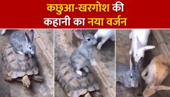 Viral Video: कछुए ने पलट दी बचपन की कहानी, खरगोश वाली कहानी का आया नया वर्जन 