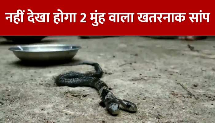 VIDEO: सामने आया 2 मुंह वाला सांप, वीडियो देख खड़े हो जाएंगे रोंगटे! https://english.cdn.zeenews.com/static/apprun/fallbackimages/hindi800x400.svg