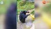 Chimpanzees funny video: चिंपैंजी ने धोए रगड़ -रगड़ के कपड़ों, क्यूट वीडियो से नहीं हटेगी नज़र 