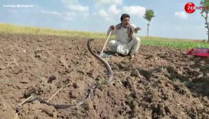 King Cobra Video: किसान के खेत में घुस गया किंग कोबरा, बाहर निकालते-निकालते आ गई नानी याद फिर बुलाना पड़ गया सपेरा.. https://english.cdn.zeenews.com/static/apprun/fallbackimages/hindi800x400.svg