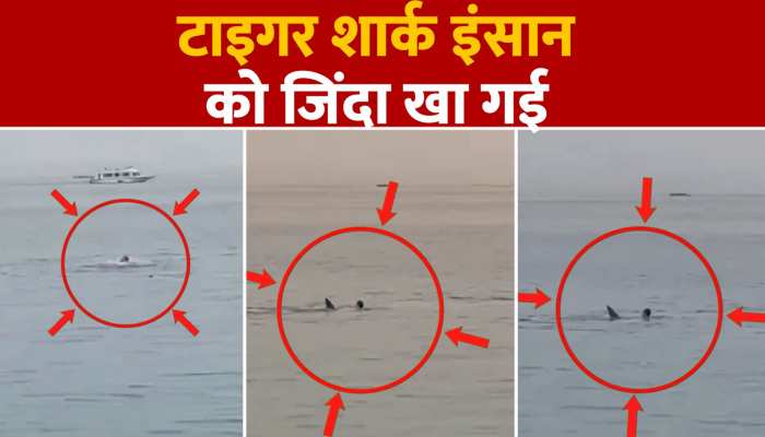 Tiger shark viral video:  सुमद्र में टाइगर शार्क का आतंक, शख्स को जिंदा खा गई...