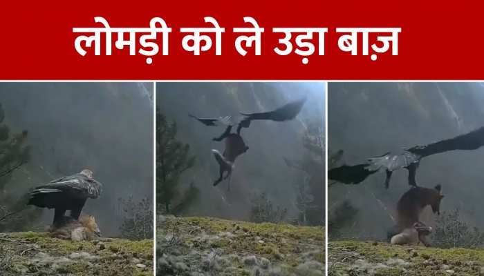 Viral Video:भारी भरकम लोमड़ी को पतंग की तरह हवा में उड़ा ले गया बाज, वीडियो हुआ वायरल https://english.cdn.zeenews.com/static/apprun/fallbackimages/hindi800x400.svg