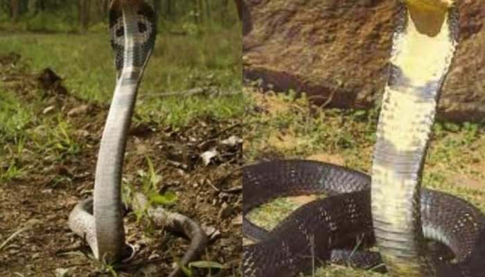 Cobra vs King Cobra Difference: କେଉଁ ଜୀବକୁ ଶୀକାର କରି ଖାଇଥାଏ ଅହିରାଜ?