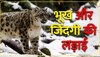 leopard attacks Video: बर्फ का तेंदुआ बिजली से तेज दौड़ा शिकार के पीछे