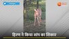 Deer Viral Video:  हिरण को भूख लगी तो घास की जगह कच्चा चबा गया सांप, वीडियो देख दंग रह जाएंगे आप 