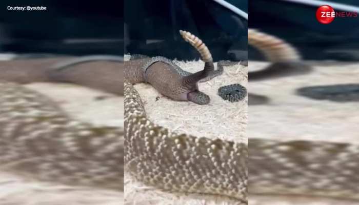 King Cobra: एक-एक करके ऐसे दिया कोबरा ने जिंदा बच्चों को जन्म, सांप की प्रेगनेंसी का नहीं देखा किसी ने ऐसा वीडियो