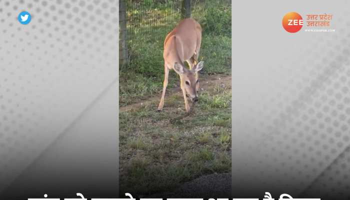 Deer Swallow Snake: देखें कैसे इस हिरण ने किया जहरीले सांप का शिकार, सामने आई लाइव तस्वीरें