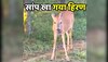 Animal video सांप को खा गया हिरण, हैरतअंगेज वीडियो देख लोग बोलें - ये तो कलियुग है 