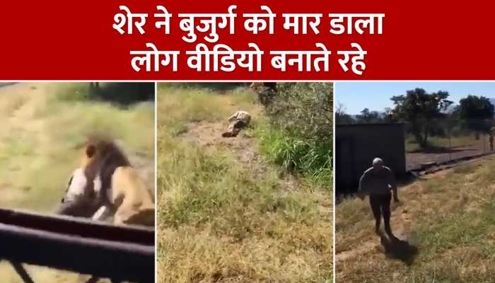 Lion Attack: शेर के बाड़े में चला गया शख्स, फिर जो हुआ वो रौंगटे खड़े कर देगा