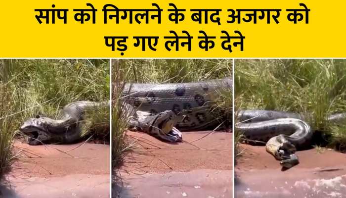 Snake Viral video: सांप को निगलने के बाद अजगर का हुआ बुरा हाल