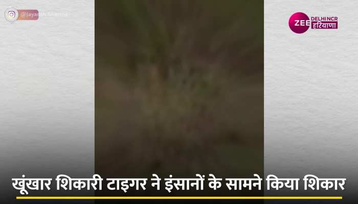 Tiger Attack Video: खुंखार टाइगर ने लोगों के सामने किया खतरनाक शिकार, सफारी करने आए लोगों में फैली दहशत