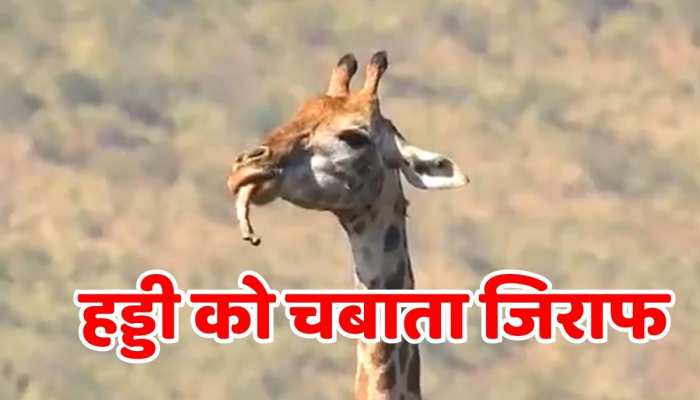 Animal video हड्डी को चबा-चबाकर खाता दिखा शाकाहारी जिराफ, ये देख लोग हक्के - बक्के 