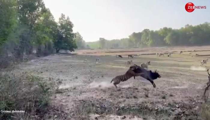 Tiger Video: मवेशी चर रहे थे मजे से घास! टाइगर ने 10 सेकंड में बदल दिया माहौल, देख कांप जाएगी रूह