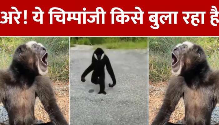 Viral Video: बैठे-बैठे अचानक गाना गाने लगा चिम्पांजी, देखें फनी वीडियो