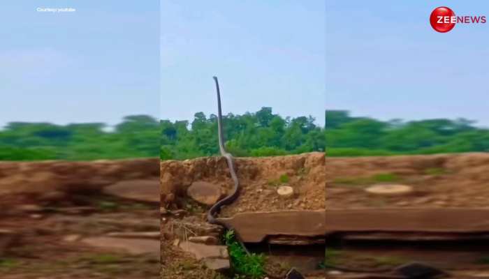 Longest King cobra video: इंडिया के सबसे लम्बे किंग कोबरा ने इतनी ऊपर उठाया अपना फन, देख सहम जाएगा आपका दिल 