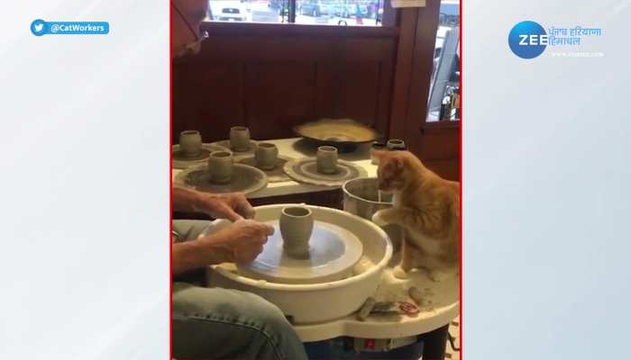 Cat viral video: ये बिल्ली है सबसे अलग! अपने मालिक के साथ करती है ये काम 