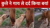 Animal Video: कुत्ते का दर्द सुनकर गाय ने दिया ऐसा रिएक्शन, देखें इमोशनल वीडियो