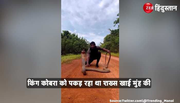 King Cobra Viral Video: कोबरा को डरा रहा था शख्स, फिर हुआ ये हाल