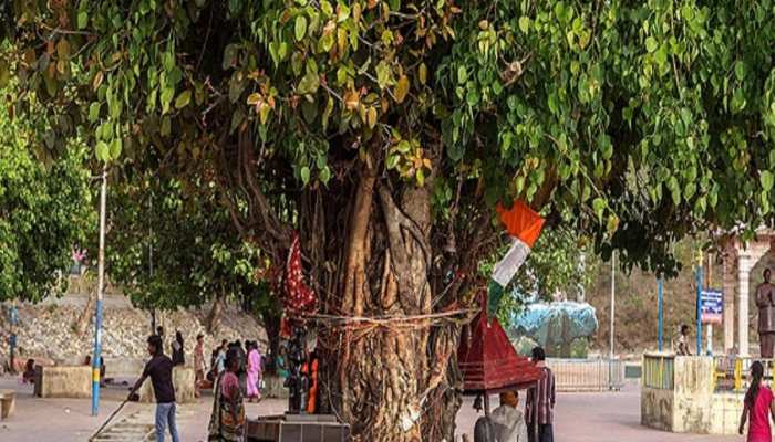 Peepal Tree: आर्थिक समास्या से निजात पाने के लिए आज कर लें ये उपाय 