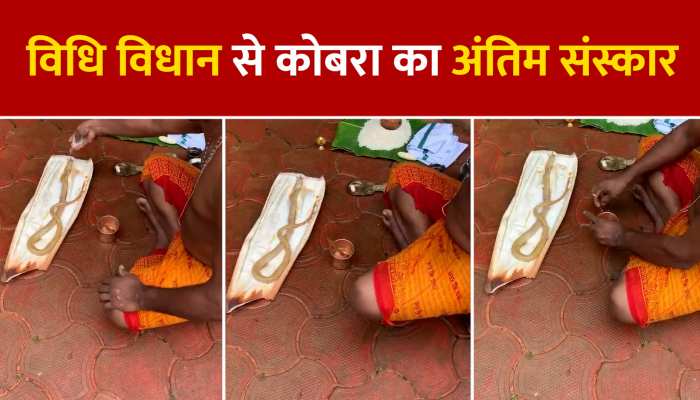 VIDEO: सांप की मौत के बाद किया ऐसा काम... हर कोई कर रहा तारीफ