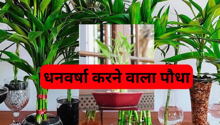 Lucky Plant: ये पौधा है या धन का खजाना, घर पर लगाते ही होने लगेगी पैसों की बारिश